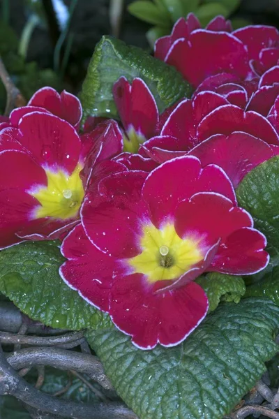 Bloeiende boom in de lentetuin — Stockfoto