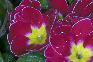 bahar bahçesinde çiçek açan ağaç