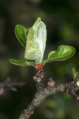 bahar bahçesinde çiçek açan ağaç