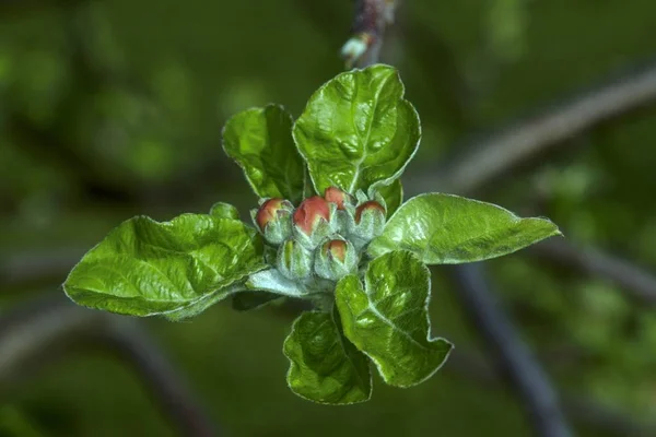 Árbol en flor en el jardín de primavera —  Fotos de Stock