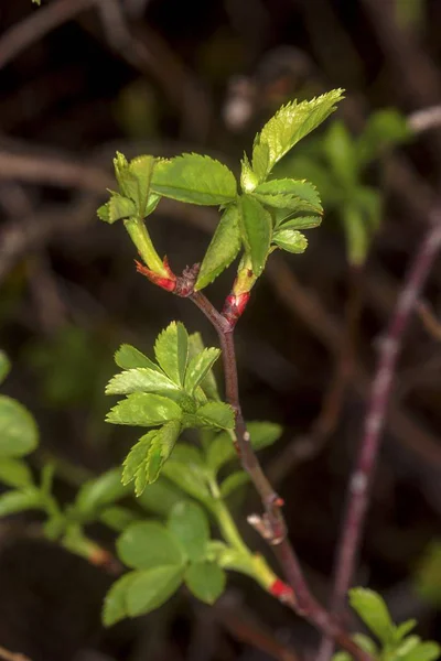 Bloeiende boom in de lentetuin — Stockfoto