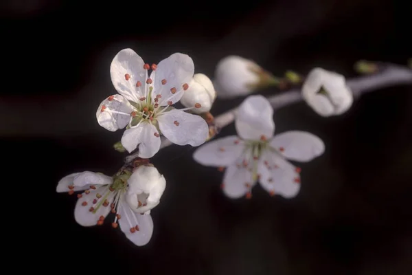 Árbol en flor en el jardín de primavera — Foto de Stock