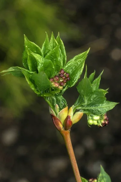 Blühender Baum im Frühlingsgarten — Stockfoto