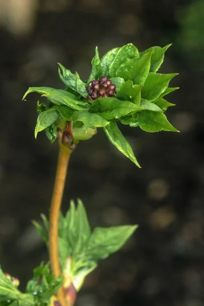 Blühender Baum im Frühlingsgarten — Stockfoto