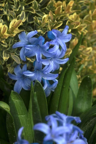 Árvore florescente no jardim de primavera — Fotografia de Stock