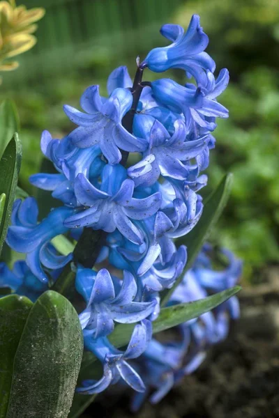 Árvore florescente no jardim de primavera — Fotografia de Stock