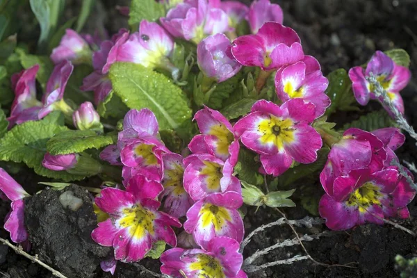 Blommande träd i vår trädgård — Stockfoto