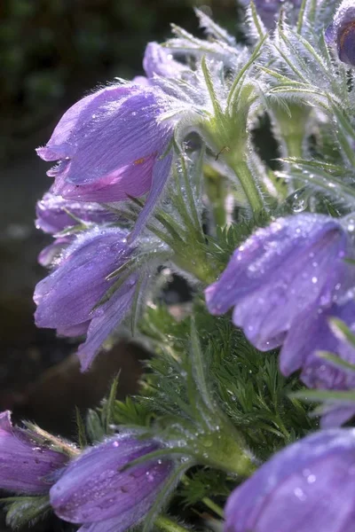 Blommande träd i vår trädgård — Stockfoto