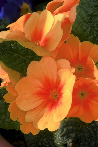 Bloeiende boom in de lentetuin — Stockfoto