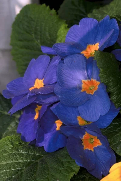 Blommande träd i vår trädgård — Stockfoto