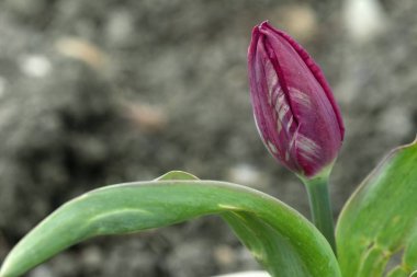 Güzel renkli bitkiler çiçek Bahçe