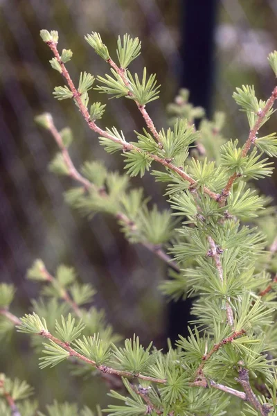 Belas plantas coloridas florescem no jardim — Fotografia de Stock