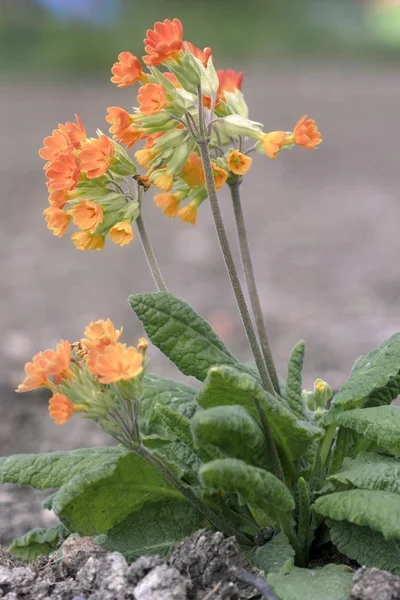 Vackra färgglada växter blommar i trädgården — Stockfoto