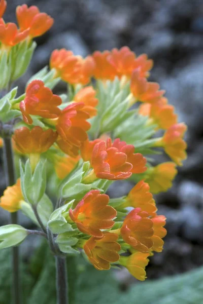 Gyönyörű színes növények virágzás a kertben — Stock Fotó