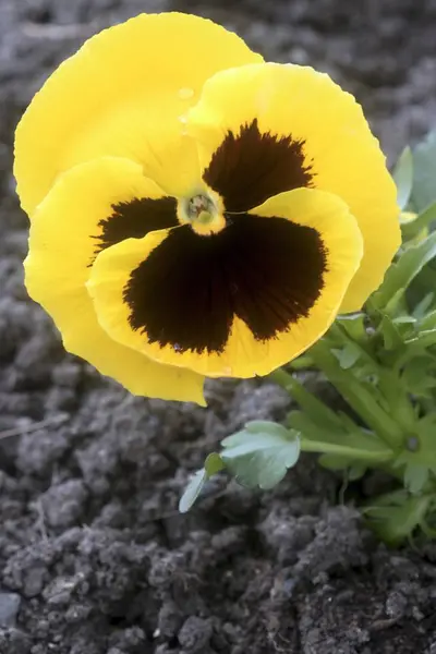 Güzel renkli bitkiler çiçek Bahçe — Stok fotoğraf