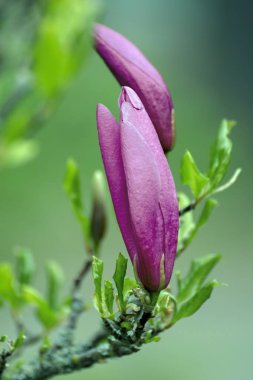 Büyüyen çiçekler ilkbaharda bir parkta