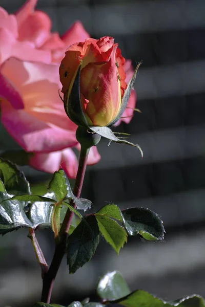 Bela rosa florescendo no verão — Fotografia de Stock