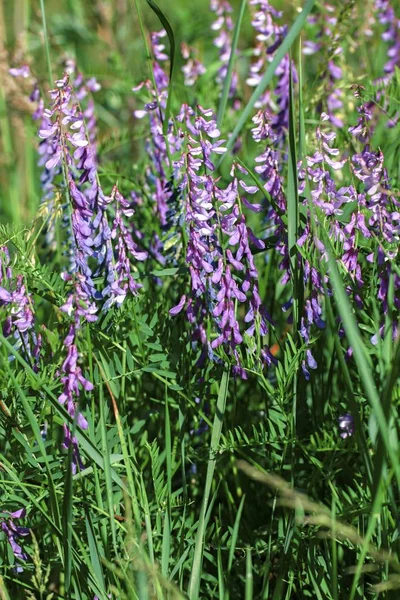 Lindas flores coloridas no jardim de verão — Fotografia de Stock