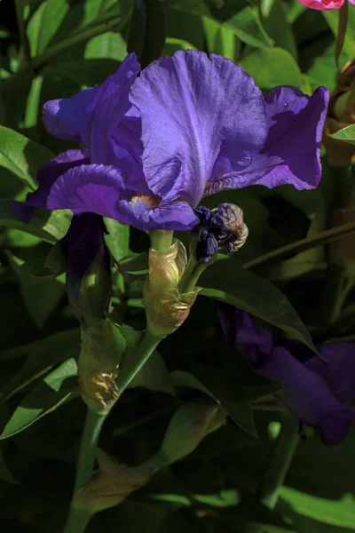 Yaz bahçesinde güzel renkli çiçekler — Stok fotoğraf