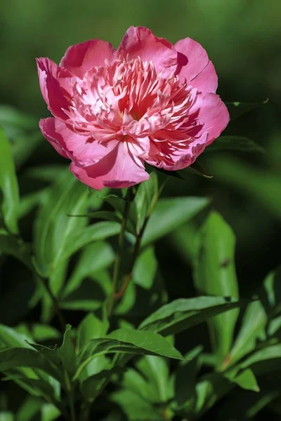 Bellissimi fiori colorati nel giardino estivo — Foto Stock