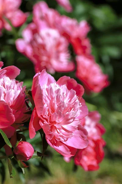 Belles fleurs colorées dans le jardin d'été — Photo