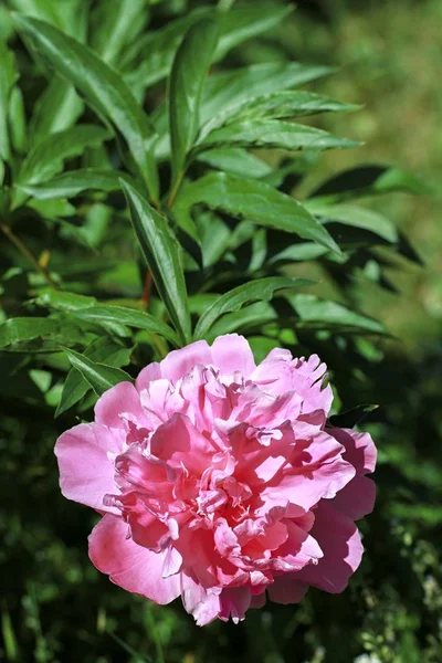 Belles fleurs colorées dans le jardin d'été — Photo