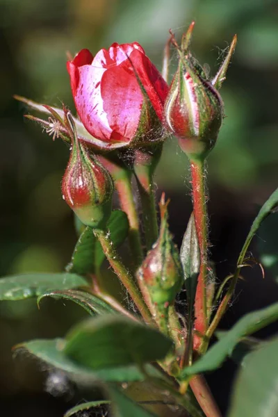 Όμορφο τριαντάφυλλο που ανθίζουν το καλοκαίρι — Φωτογραφία Αρχείου