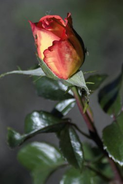 Yaz aylarında çiçek açan güzel gül