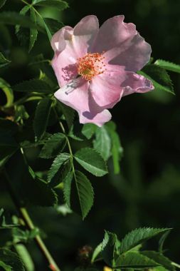 Yaz bahçesinde güzel renkli çiçekler