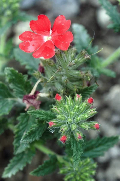 Hermosas flores de colores en el jardín de verano — Foto de Stock