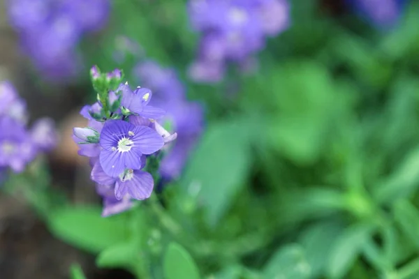 A nyári kert szép színes virágok — Stock Fotó