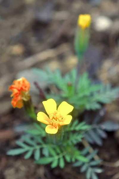 Belles fleurs colorées dans le jardin d'été — Photo