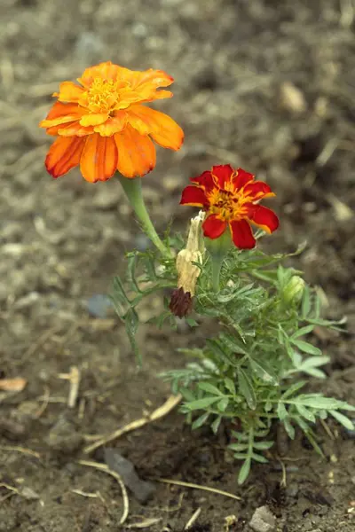 Lindas flores coloridas no jardim de verão — Fotografia de Stock