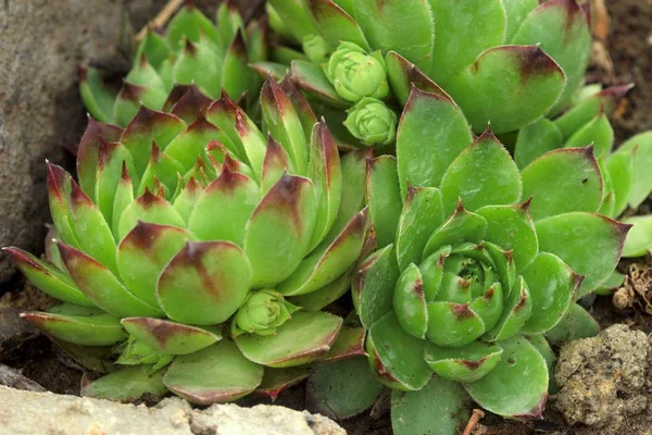 Prachtige kleurrijke bloemen in de zomertuin — Stockfoto