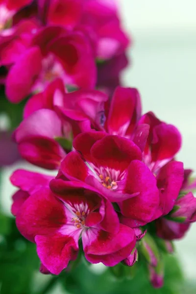 Prachtige kleurrijke bloemen in de zomertuin — Stockfoto