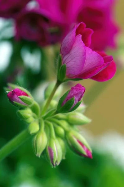 Lindas flores coloridas no jardim de verão — Fotografia de Stock