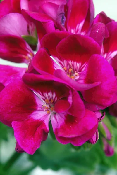 Красивые красочные цветы в летнем саду — стоковое фото