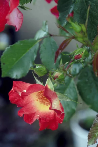 Yaz bahçesinde güzel renkli çiçekler — Stok fotoğraf