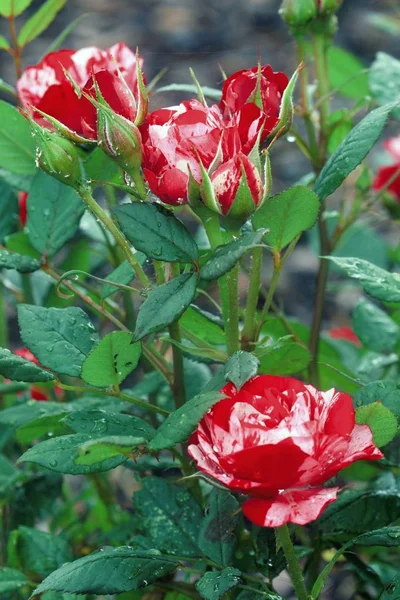 Hermosa rosa floreciendo en verano — Foto de Stock