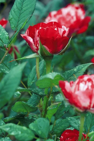 Hermosa rosa floreciendo en verano —  Fotos de Stock