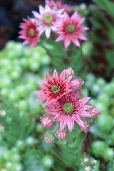 Lindas flores coloridas no jardim de verão — Fotografia de Stock