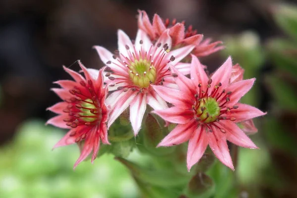 Lindas flores coloridas no jardim de verão — Fotografia de Stock