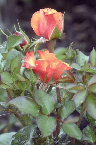 Bella rosa che fiorisce in estate — Foto Stock