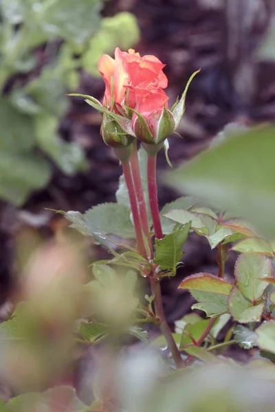 Mooi rose bloei in de zomer — Stockfoto