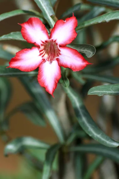 Schöne bunte Blüten kleiner Kakteen — Stockfoto