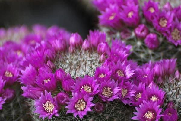 Beautiful colorful flowers of small cactuses — Stock Photo, Image