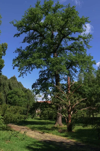 Chateau y jardín en verano — Foto de Stock