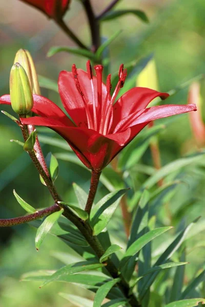 Krásná červená lilie v zahradě — Stock fotografie