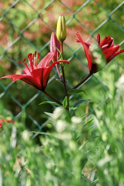 Bahçede güzel kırmızı zambak — Stok fotoğraf