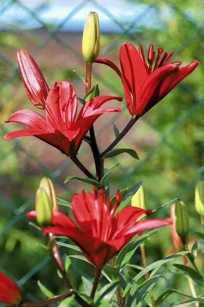 Bahçede güzel kırmızı zambak — Stok fotoğraf